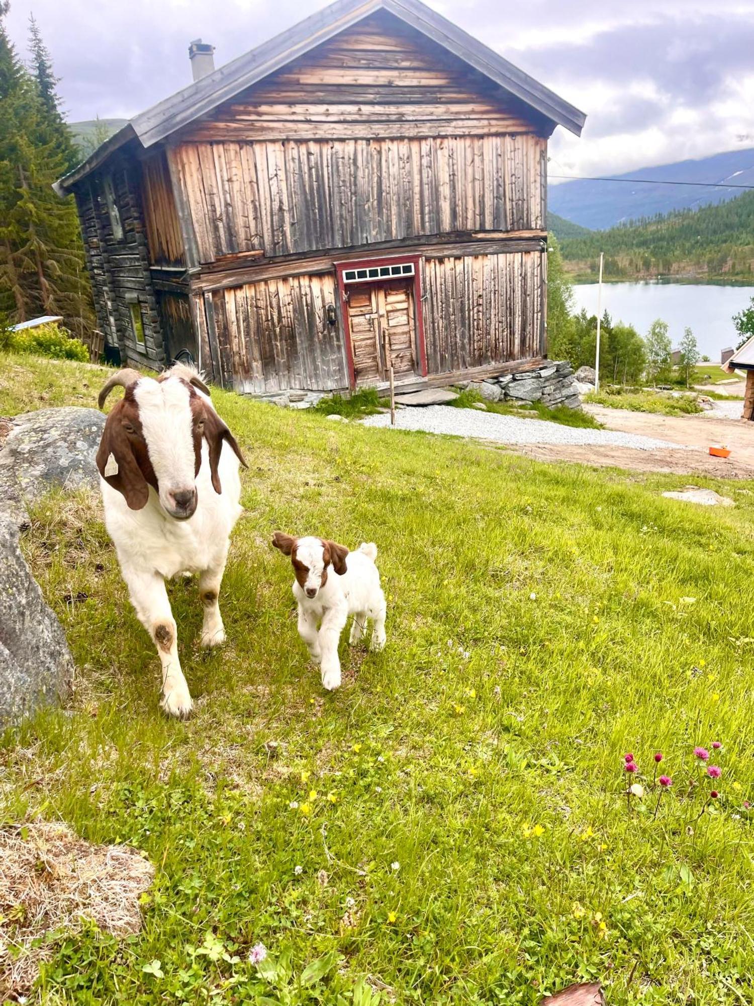 Reinheimen Lodge Skjåk Extérieur photo